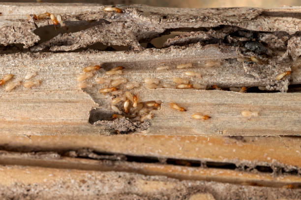 Best Local Pest Control Services  in Logan, NM